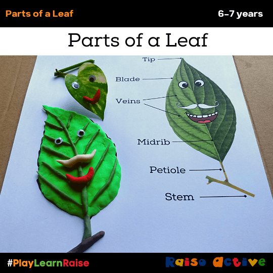 Learn the parts of a leaf with this fun hands-on activity!